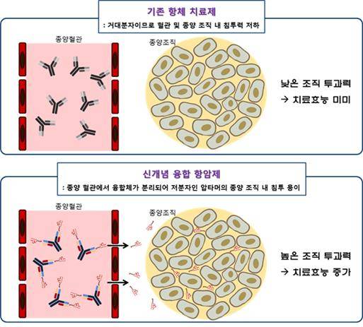 신개념 융합 항암제의 암 조직 투과력 증가로 인한 치료효능 증가